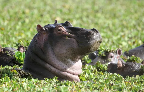 Picture greens, face, bathing, profile, Hippo