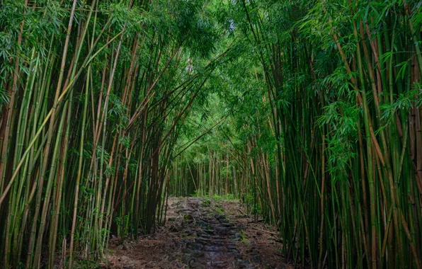 Trail, bamboo, grove