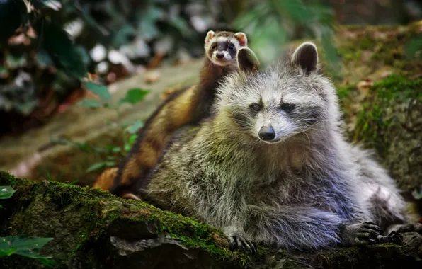 Raccoon, friends, ferret