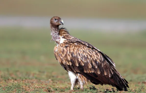 Nature, bokeh, Himalayan Griffon