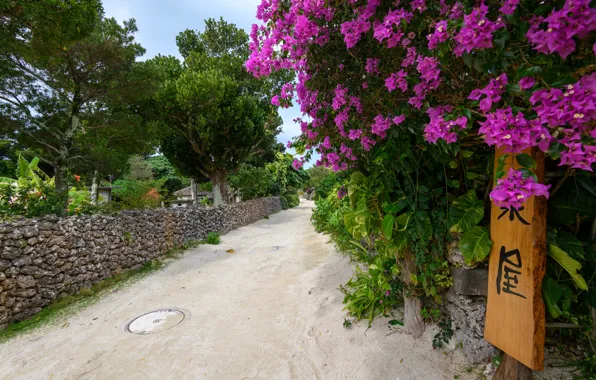 Flowers, Sand, Nature, Road, The fence, Japan, Wall