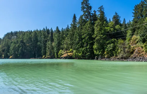 Greens, forest, the sun, trees, lake, stones, shore, Canada