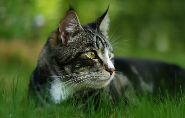 Cat, grass, cat, look, face, portrait, lies, striped