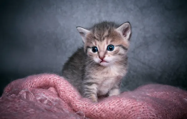 Cat, look, kitty, grey, baby, grey background, face, striped