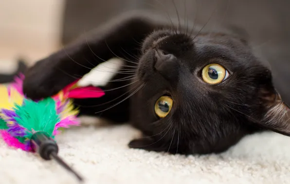 Cat, eyes, cat, face, close-up, background, black, toy