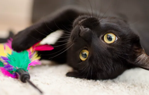 Picture cat, eyes, cat, face, close-up, background, black, toy