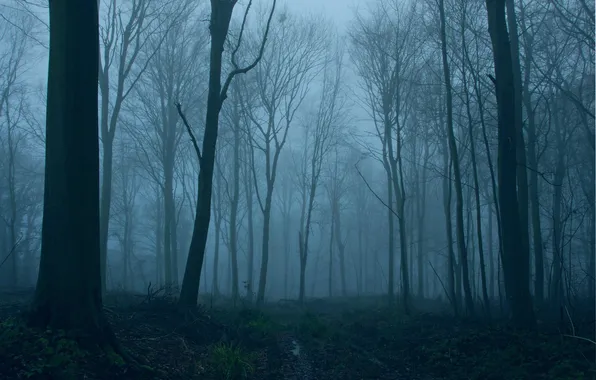 Winter, forest, trees, nature, fog, England, UK, twilight