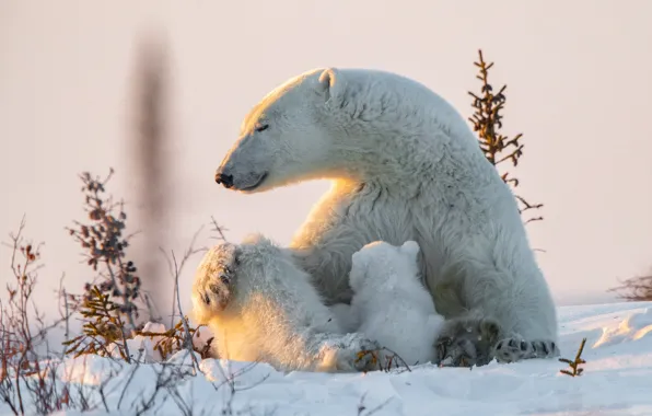 Snow, nature, bears