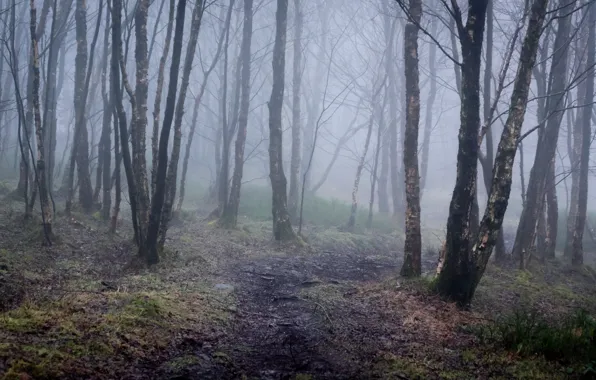 Picture winter, forest, trees, nature, fog, England, path, England