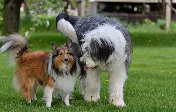 Picture dogs, grass, pair, friends