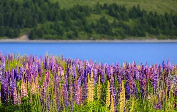 Field, forest, summer, trees, flowers, lake, shore, glade