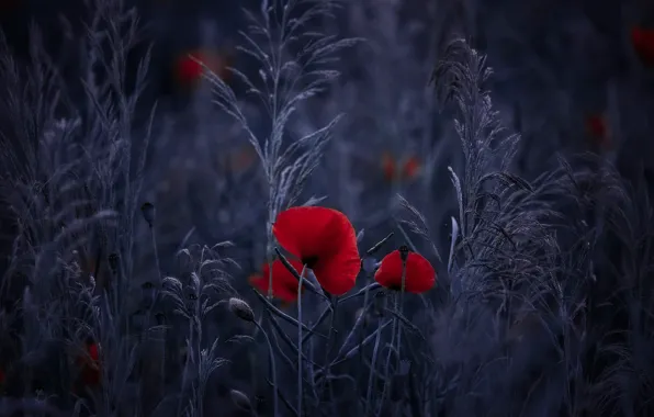 Flowers, Maki, spikelets, red, blue background