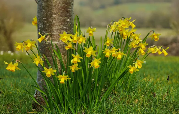 Grass, flowers, spring, yellow, daffodils