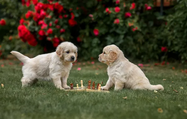 Picture dogs, chess, puppies, a couple, twins, Golden Retriever, Golden Retriever, Victoria Dubrovskaya