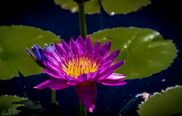 Picture Lily, Nymphaeum, water Lily