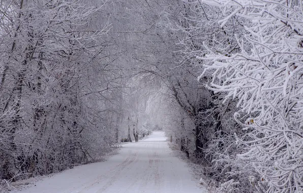 Frost, road, trees, overcast, Winter, arch.