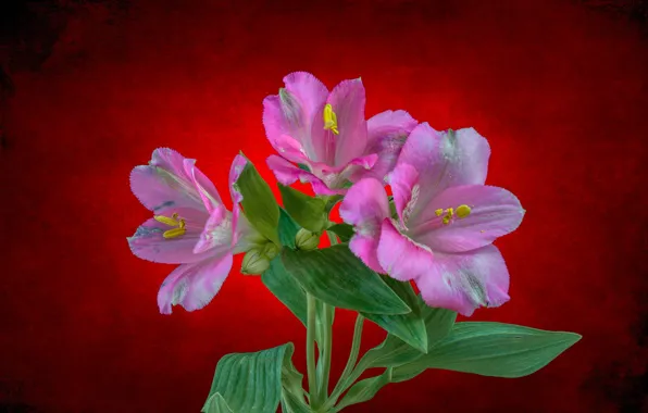 Leaves, flowers, background, backlight, alstremeria