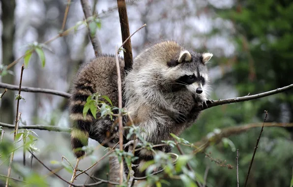 Picture branches, pair, raccoons