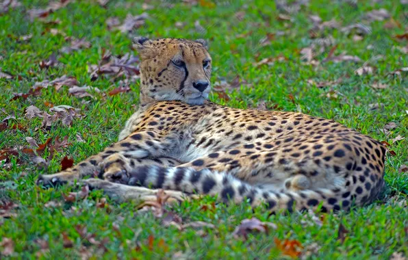 Stay, Cheetah, wild cat, bokeh