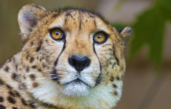 Picture face, predator, Cheetah