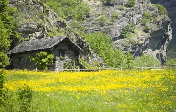 Greens, field, summer, grass, flowers, mountains, rocks, the fence