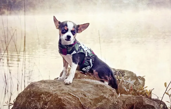 Style, background, dog