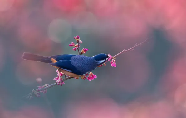 Background, bird, Sakura, White - eared colored thymelia