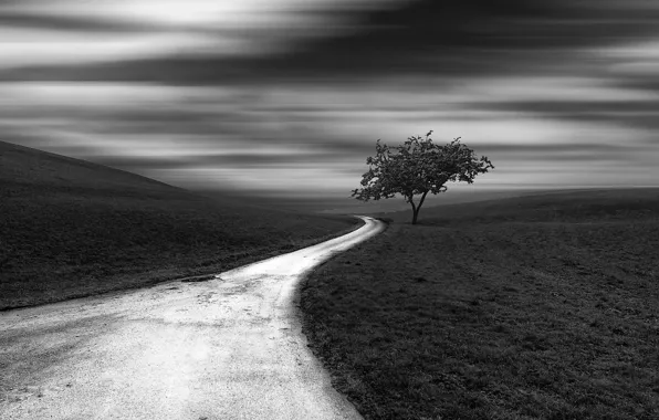 Picture road, white, trees, black, excerpt