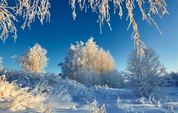 Winter, snow, trees, Russia, frost, The Republic Of Komi, Ilya Lisauskas, Ust-Ukhta