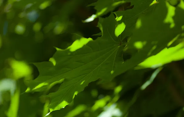 Greens, summer, maple leaves, bokeh