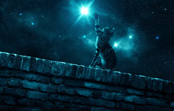 Cat, night, wall, star, paw, starry sky