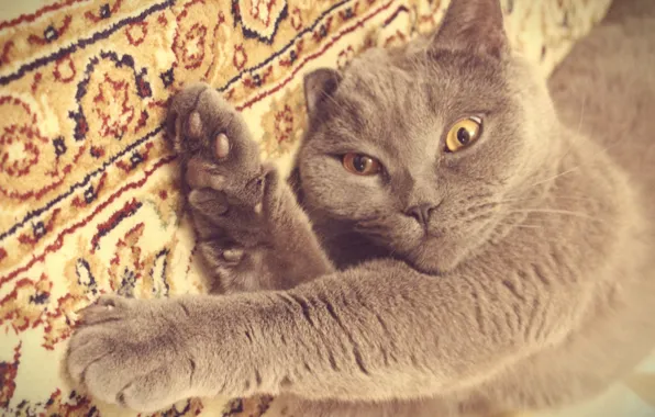 Cat, grey, kitty, plays, British