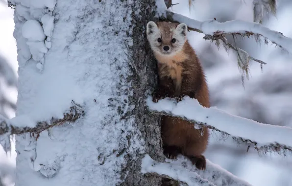 Picture snow, branches, tree, animal, marten