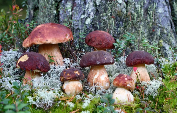 Picture FOREST, GRASS, MACRO, MOSS, AUTUMN, MUSHROOMS
