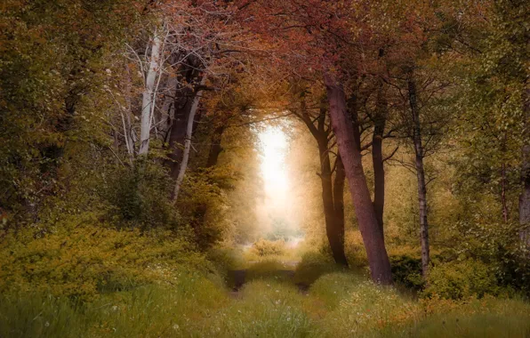Road, autumn, forest, grass, light, branches, fog, thickets