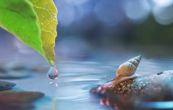 Water, sheet, glare, stone, drop, snail