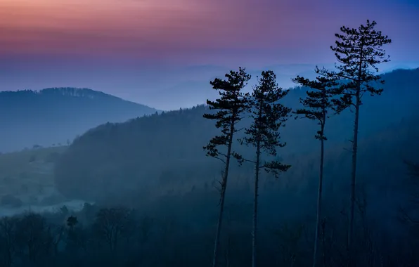 Forest, the sky, mountains, night, fog, the slopes, haze, pine