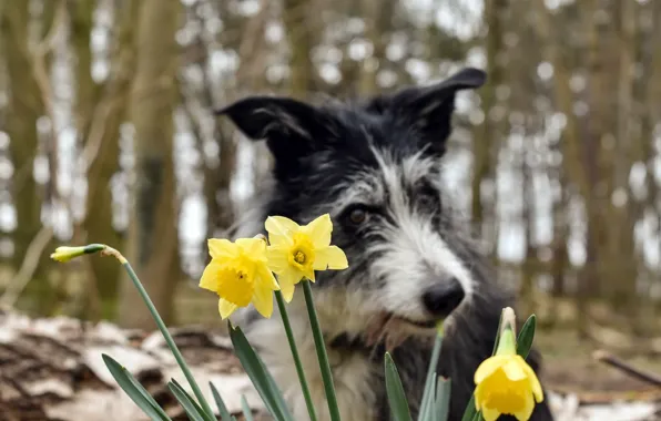 Flowers, background, dog
