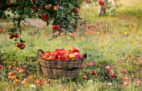 Branches, photo, basket, apples