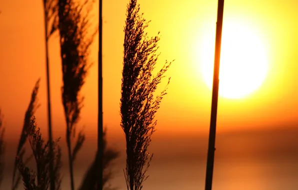 Grass, the sun, Sunset