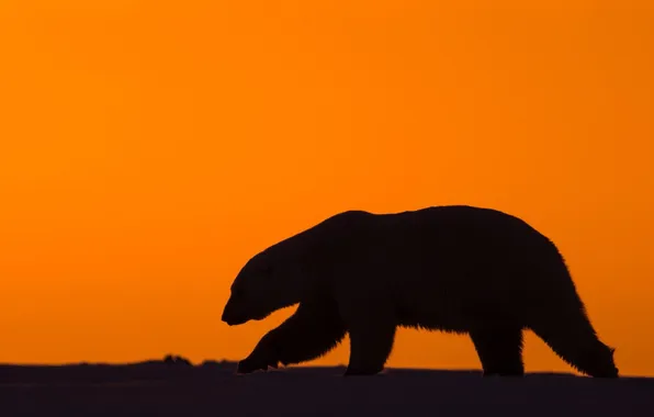 Snow, sunset, nature, predator, North pole, polar bear