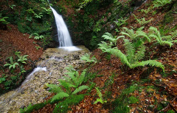 Picture forest, trees, nature, river, stream, stones, waterfall, plants