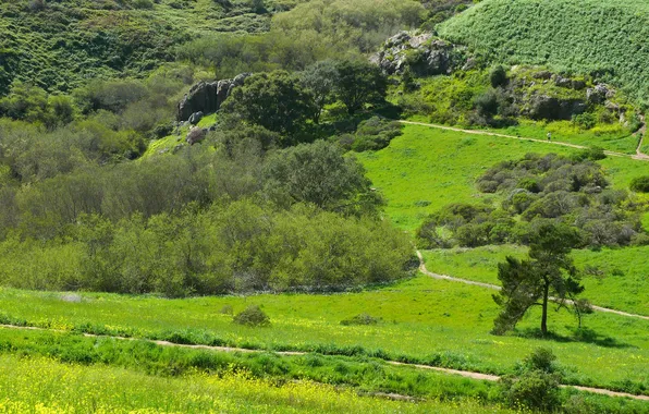Grass, trees, nature, Park, stones, CA, panorama, USA
