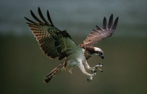 Bird, predator, osprey