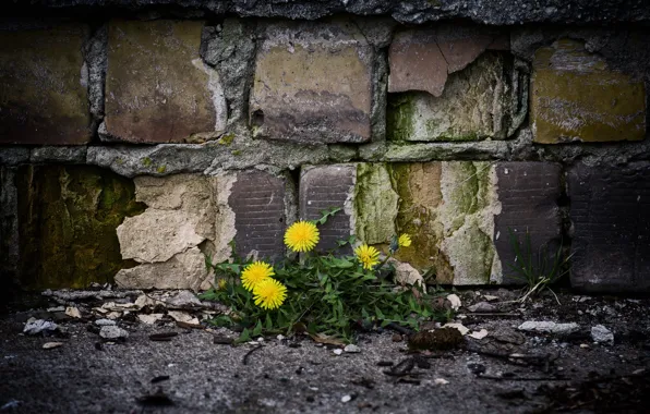 Flowers, wall, street