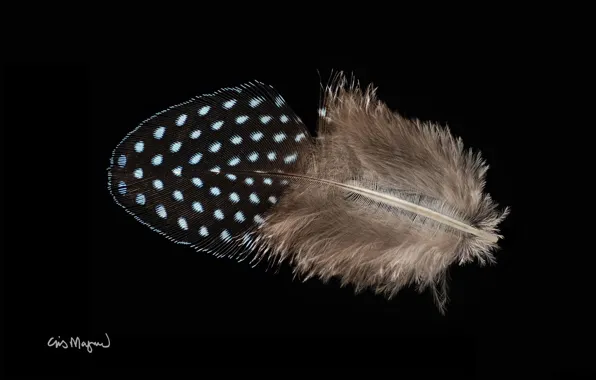 Picture macro, background, feathers
