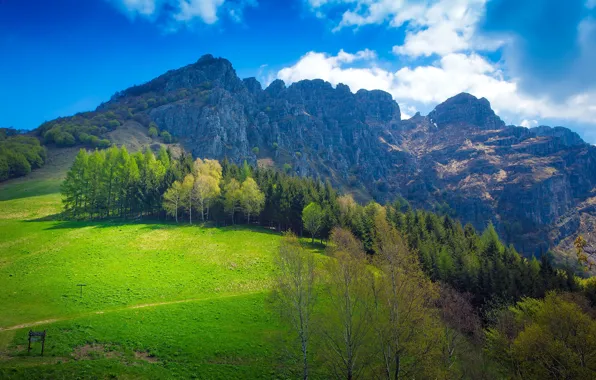 Picture forest, the sky, grass, the sun, clouds, trees, mountains, rocks