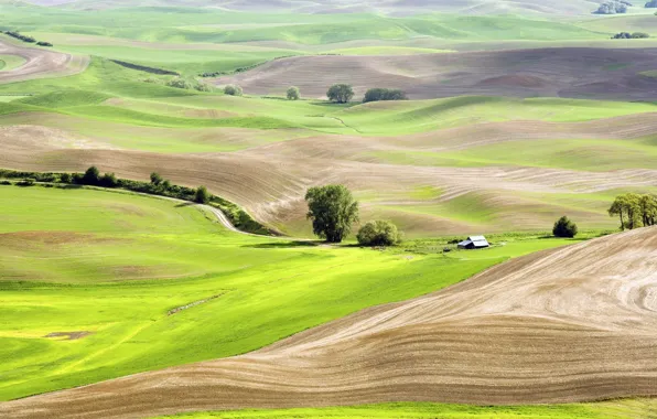 Picture summer, grass, trees, nature, hills, field, house