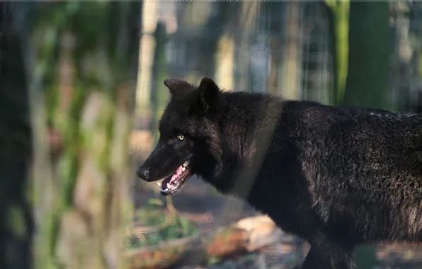 Picture nature, predator, animal, wolf, wildlife, portrait., Canis lupus. face • wolf • portrait • predator