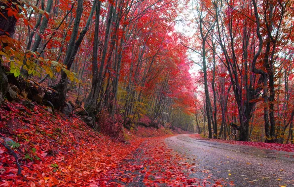 Picture road, autumn, forest, leaves, trees, red, paint, forest